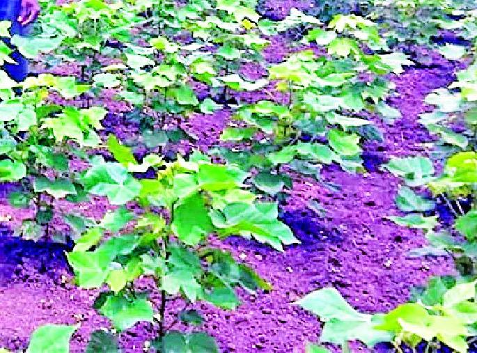 Cotton soda increased in the bowl shade | बोंडअळीच्या सावटातही कपाशीचा पेरा वाढला Cotton soda increased in the bowl shade | बोंडअळीच्या सावटातही कपाशीचा पेरा वाढला