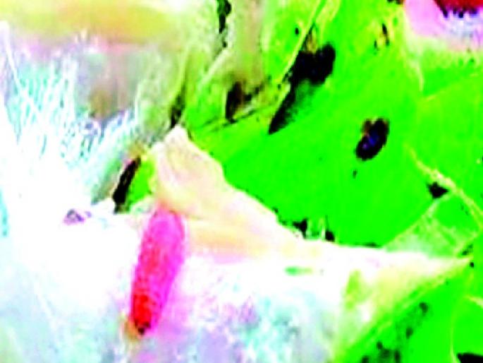 The farmer is still deprived of the benefit of the Bondlali | बोंडअळीच्या लाभापासून शेतकरी अद्याप वंचित