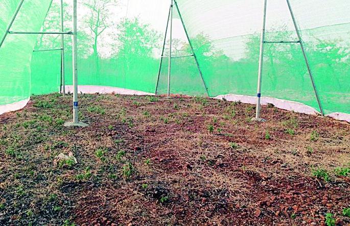 There are no trees at the cost of nine lakhs | नऊ लाख खर्चून एकही झाड नाही There are no trees at the cost of nine lakhs | नऊ लाख खर्चून एकही झाड नाही