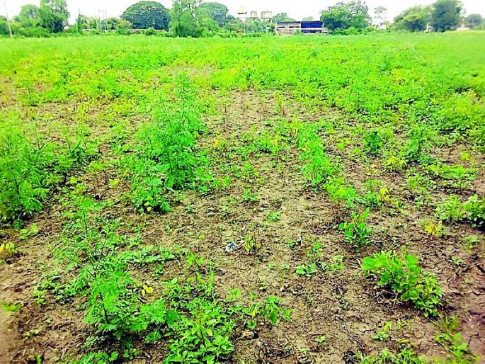 Invasion of soya bean with unknown disease | सोयाबीनवर अज्ञात रोगाचे आक्रमण Invasion of soya bean with unknown disease | सोयाबीनवर अज्ञात रोगाचे आक्रमण