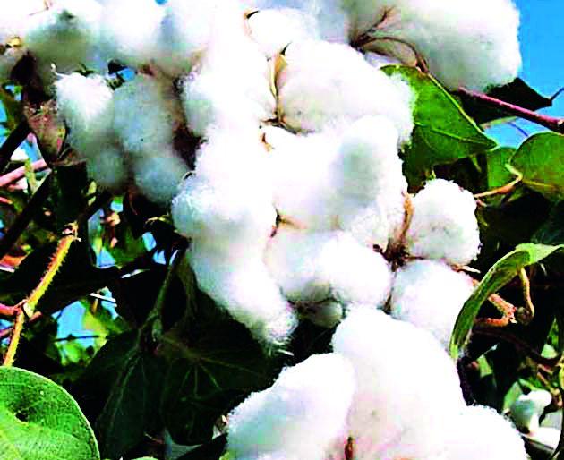 Fluctuating cotton farmers worry about | कापूस दरात चढ-उतार शेतकरी चिंताग्रस्त Fluctuating cotton farmers worry about | कापूस दरात चढ-उतार शेतकरी चिंताग्रस्त