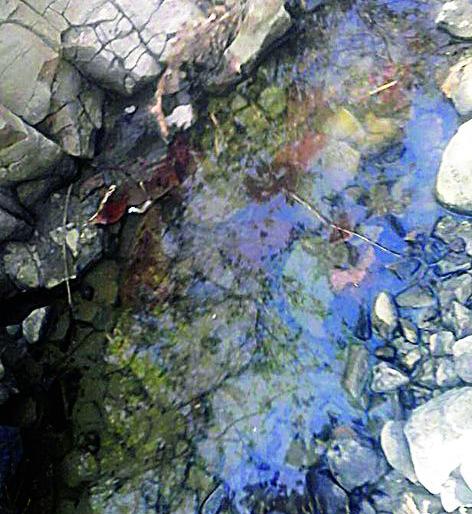 Toxic poaching in natural seashore | नैसर्गिक पाणवठ्यात विष कालवून शिकार Toxic poaching in natural seashore | नैसर्गिक पाणवठ्यात विष कालवून शिकार
