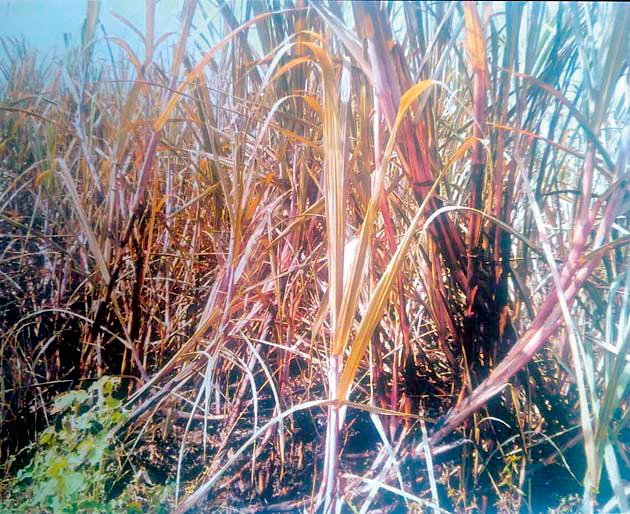 Sugar cane due to the shot circuit | शॉट सर्किटमुळे ऊस स्वाहा