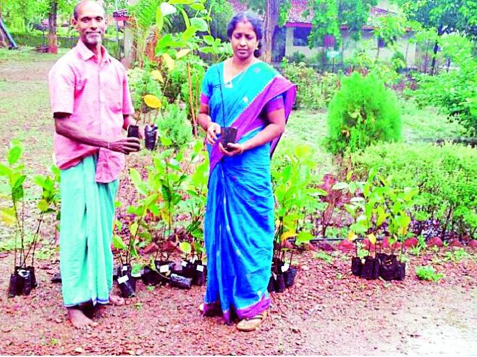 Bahuguna forest in Sevagram's Ashram | सेवाग्रामच्या आश्रमात लागणार बहुगुणी फणस