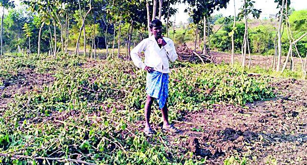 'Gulabi Gang' on Kadashi Bondel | कपाशीवर बोंडअळ्यांची ‘गुलाबी गँग’ 'Gulabi Gang' on Kadashi Bondel | कपाशीवर बोंडअळ्यांची ‘गुलाबी गँग’