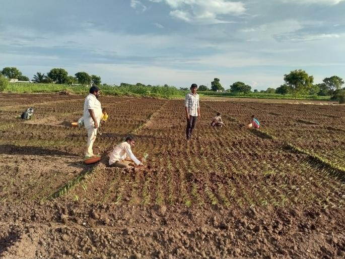 Speed of onion cultivation in Patoda area | पाटोदा परिसरात कांदा लागवडीस वेग Speed of onion cultivation in Patoda area | पाटोदा परिसरात कांदा लागवडीस वेग
