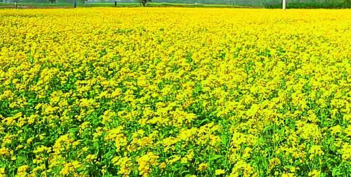 Increase in demand for oil, decrease in sown area; Peanut sowing in the district has halved | तेलाच्या मागणीत वाढ, पेरणीक्षेत्रात घट; जिल्ह्यात भुईमुगाचा पेरा निम्म्याने घटला