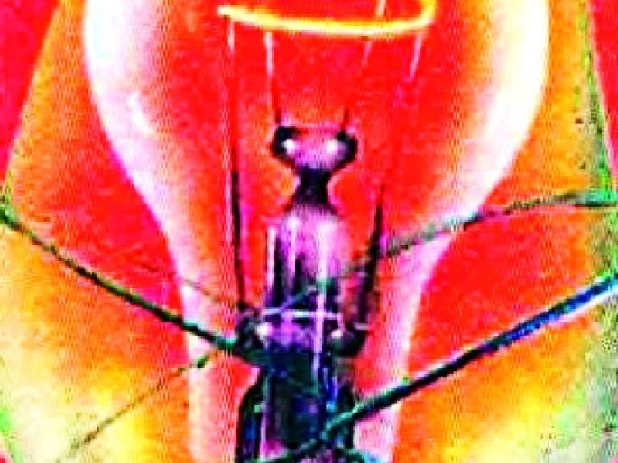 Electricity in daytime in turbulent areas | वाघग्रस्त भागात दिवसा वीज Electricity in daytime in turbulent areas | वाघग्रस्त भागात दिवसा वीज