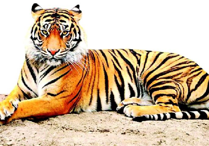Tigers from Tipeshwar to Marathwada, Telangana | टिपेश्वरमधील वाघ मराठवाडा, तेलंगाणात पर्यटनाला