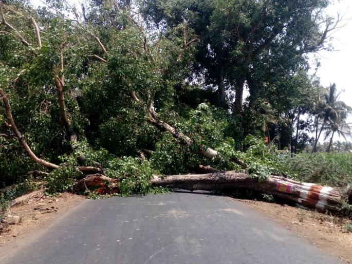 On the road to Shirol, the tree suddenly stopped, on the road, stopped the traffic and electricity supply | शिरोळ मार्गावर झाड अचानकपणे उन्मळून रस्त्यावर, वाहतूक, वीज पुरवठा बंद On the road to Shirol, the tree suddenly stopped, on the road, stopped the traffic and electricity supply | शिरोळ मार्गावर झाड अचानकपणे उन्मळून रस्त्यावर, वाहतूक, वीज पुरवठा बंद