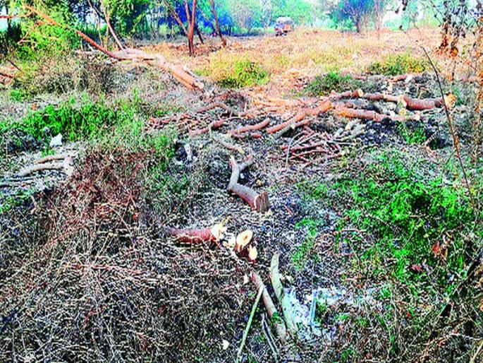 Illegal slaughter of 124 trees | १२४ झाडांची बेकायदेशीर कत्तल