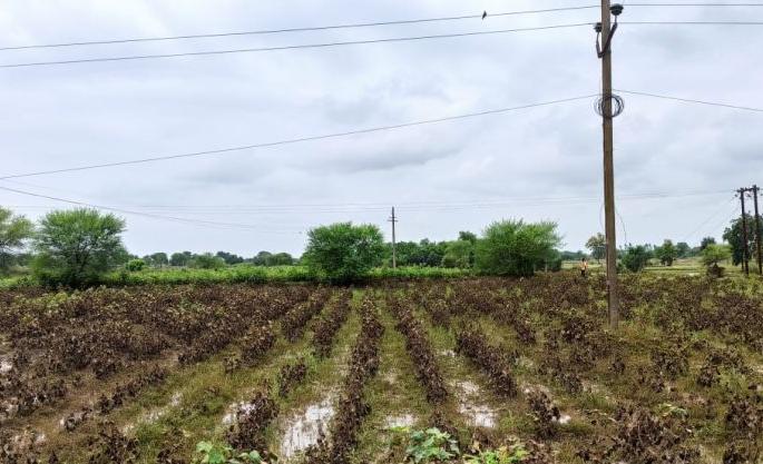 The floods receded but the farm conditions were terrible; Crops were planted in thousands of hectares | पूर ओसरला पण शेतीची स्थिती भयानक; शेकडो हेक्टरातले पीक करपले The floods receded but the farm conditions were terrible; Crops were planted in thousands of hectares | पूर ओसरला पण शेतीची स्थिती भयानक; शेकडो हेक्टरातले पीक करपले