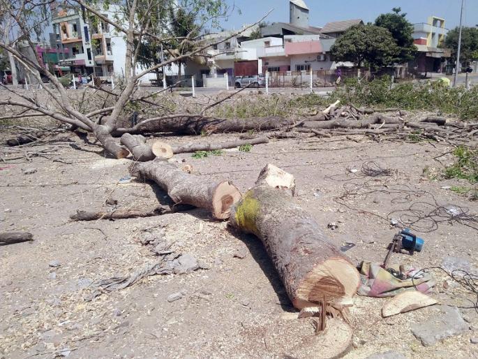 Permission to tree trunk in Bajajnagar | बजाजनगरात अटीवर वृक्षतोडीस परवानगी  Permission to tree trunk in Bajajnagar | बजाजनगरात अटीवर वृक्षतोडीस परवानगी