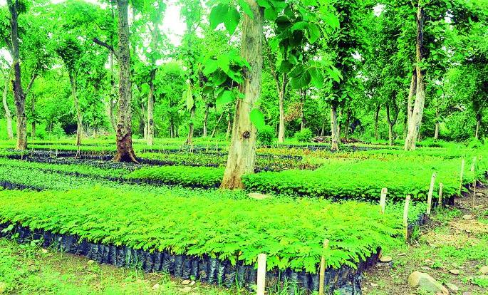 Grand nursery in Botezari in Nagpur district | नागपूर जिल्ह्यातल्या बोटेझरीत बहरली अनमोल रोपवाटिका Grand nursery in Botezari in Nagpur district | नागपूर जिल्ह्यातल्या बोटेझरीत बहरली अनमोल रोपवाटिका