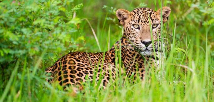 Tigers and leopard still in Nagpur area | नागपूर परिसरात वाघ आणि बिबट्याची अद्याप धास्ती Tigers and leopard still in Nagpur area | नागपूर परिसरात वाघ आणि बिबट्याची अद्याप धास्ती