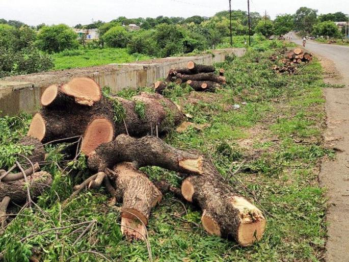 Tree felling in Sevagram, Gandhians from all over the country gathered | सेवाग्रामातील वृक्षतोड, देशभरातील गांधीजन एकवटले