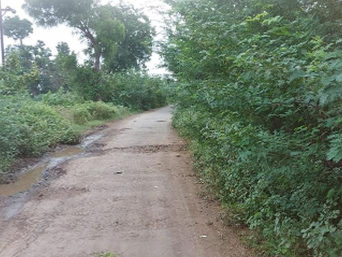 The road is covered with thorns | रस्त्याला काटेरी झुडुपांचा विळखा The road is covered with thorns | रस्त्याला काटेरी झुडुपांचा विळखा