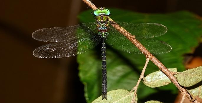 Two new species of insects inhabit Sindhudurg | कीटकांच्या दोन नव्या प्रजातींचा सिंधुदुर्गात अधिवास Two new species of insects inhabit Sindhudurg | कीटकांच्या दोन नव्या प्रजातींचा सिंधुदुर्गात अधिवास