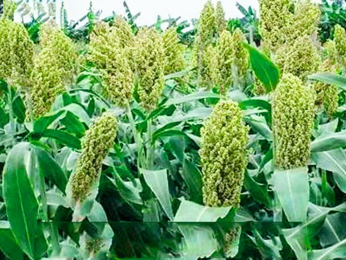 pune news rabi sorghum insurance reduced by 2.5 lakh hectares this year | रब्बी ज्वारीचा विमा यंदा अडीच लाख हेक्टरने घटला