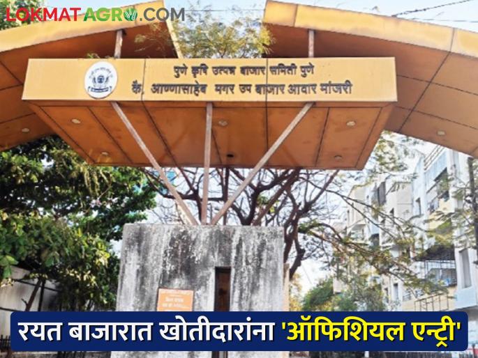'Official entry' for khotidar traders in pune manjari sub market yard farmers loss and protest | राज्यात एकमेव असलेल्या रयत बाजारात खोतीदार व्यापाऱ्यांना 'ऑफिशियल एन्ट्री' 'Official entry' for khotidar traders in pune manjari sub market yard farmers loss and protest | राज्यात एकमेव असलेल्या रयत बाजारात खोतीदार व्यापाऱ्यांना 'ऑफिशियल एन्ट्री'