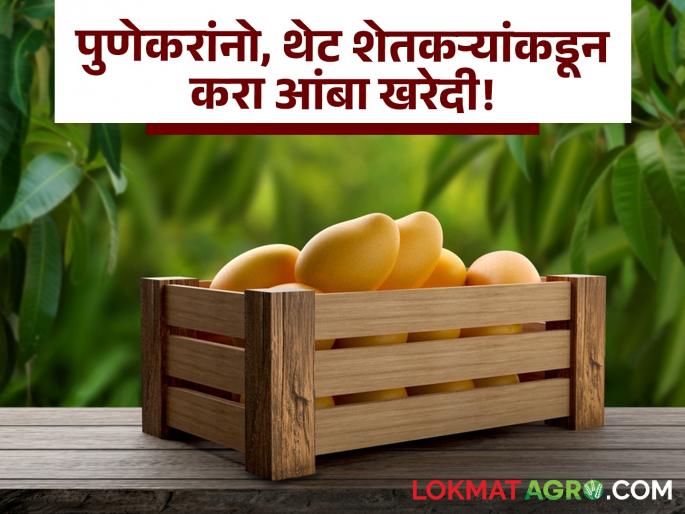 Good news for Pune residents Mango festival organized at four locations! Buy mangoes directly from farmers | Mango Festival : पुणेकरांसाठी खूशखबर! चार ठिकाणी आंबा महोत्सवाचे आयोजन! थेट शेतकऱ्यांकडून करा हापूसची खरेदी Good news for Pune residents Mango festival organized at four locations! Buy mangoes directly from farmers | Mango Festival : पुणेकरांसाठी खूशखबर! चार ठिकाणी आंबा महोत्सवाचे आयोजन! थेट शेतकऱ्यांकडून करा हापूसची खरेदी