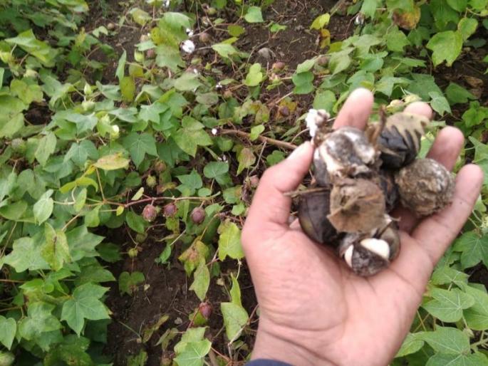 Call for final crop loss report in six days! | पीक नुकसानाचा अंतिम अहवाल सहा दिवसांत मागितला! Call for final crop loss report in six days! | पीक नुकसानाचा अंतिम अहवाल सहा दिवसांत मागितला!