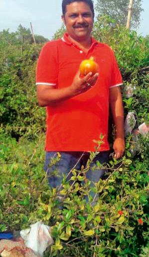 Youth Farmers Produced Grown Pomegranate Growth | युवा शेतकºयाने घेतले विषमुक्त डाळिंबाचे उत्पादन Youth Farmers Produced Grown Pomegranate Growth | युवा शेतकºयाने घेतले विषमुक्त डाळिंबाचे उत्पादन