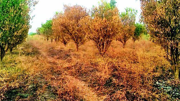 Three acres of orange trees burnt | तीन एकरांतील संत्रा झाडे जळाली