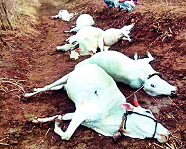 There are 14 animals in the river | विद्युत प्रवाहाने १४ जनावरे दगावली