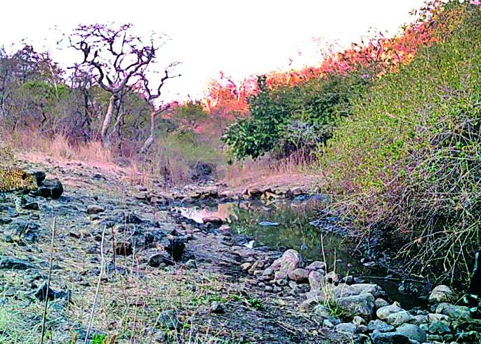 The robber escaped from the clutches of a leopard | -अन् बिबट्याच्या तावडीतून रोही बचावला The robber escaped from the clutches of a leopard | -अन् बिबट्याच्या तावडीतून रोही बचावला