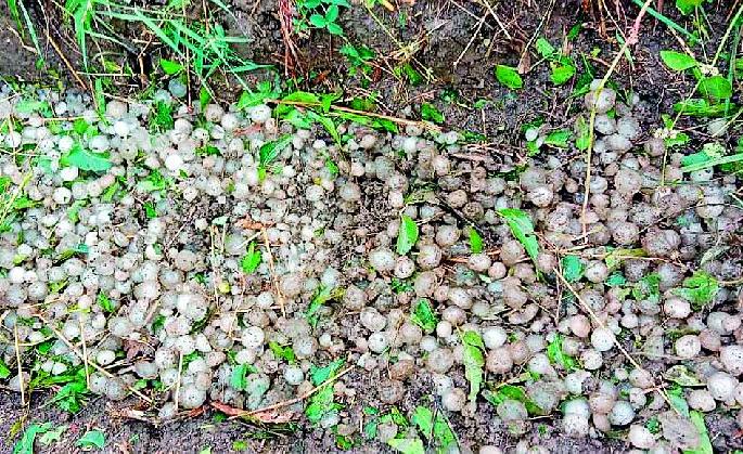 Tivasa, Morshee hailstorm | तिवसा, मोर्शीत गारपीट Tivasa, Morshee hailstorm | तिवसा, मोर्शीत गारपीट
