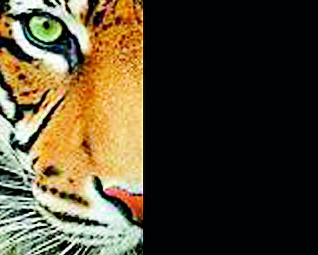 The tigers continue | वाघाचा धुमाकूळ सुरूच The tigers continue | वाघाचा धुमाकूळ सुरूच