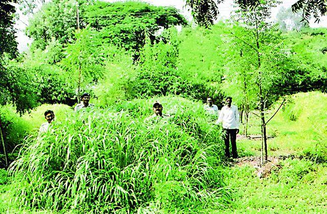 The Oxygen Park has an increase of 20 feet in one year | आॅक्सिजन पार्कमध्ये एका वर्षात २० फूट वृक्षांची वाढ
