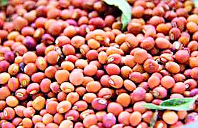 Challenge of purchasing four lakh quintals of tur in 12 days | १२ दिवसांत चार लाख क्विंटल तूर खरेदीचे आव्हान