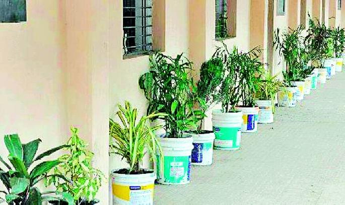 Planting in a dense bucket of color | रंगाच्या टाकाऊ बकेटीत वृक्षारोपण Planting in a dense bucket of color | रंगाच्या टाकाऊ बकेटीत वृक्षारोपण