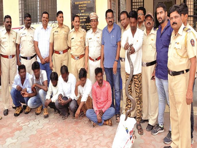 Seven people detained for scavenging | मांडूळ तस्करी करणारे सात जण अटकेत