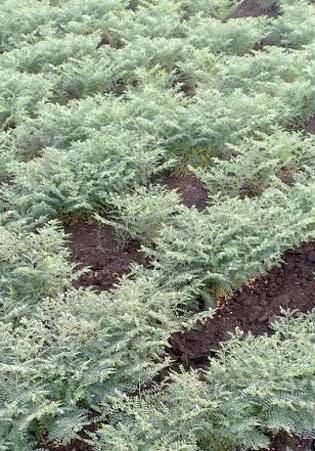Outbreaks of disease, pests due to cloudy weather | ढगाळ वातावरणामुळे रोग, किडीचा प्रादुर्भाव Outbreaks of disease, pests due to cloudy weather | ढगाळ वातावरणामुळे रोग, किडीचा प्रादुर्भाव