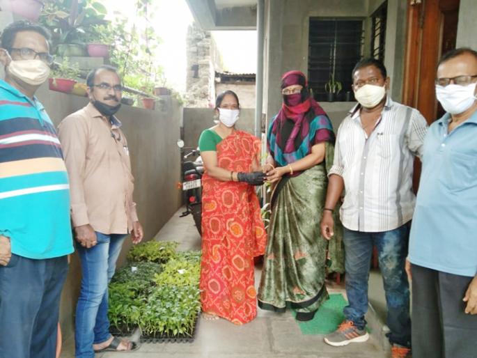 Innovative experiments in Solapur; Grow vegetables now in a soilless garden | सोलापुरातील अभिनव प्रयोग; मातीविरहित बागेतच पिकवा आता भाजीपाला