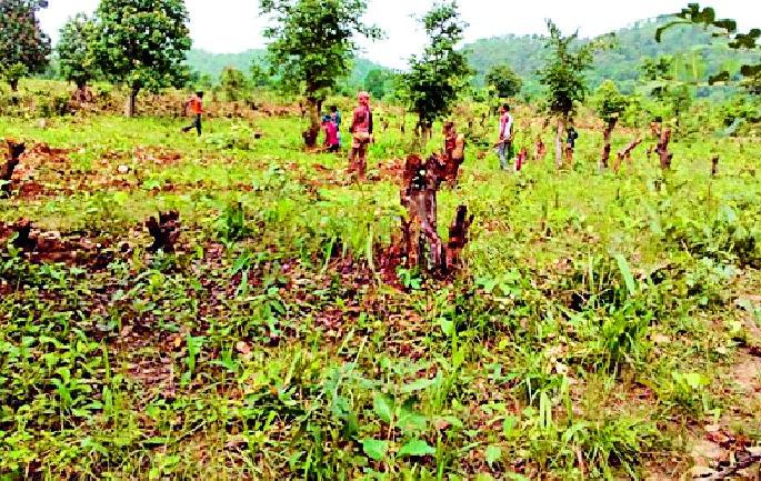 Encroachment in shrimp forest at Jambhali | जांभळी येथे झुडपी जंगलात अतिक्रमण Encroachment in shrimp forest at Jambhali | जांभळी येथे झुडपी जंगलात अतिक्रमण