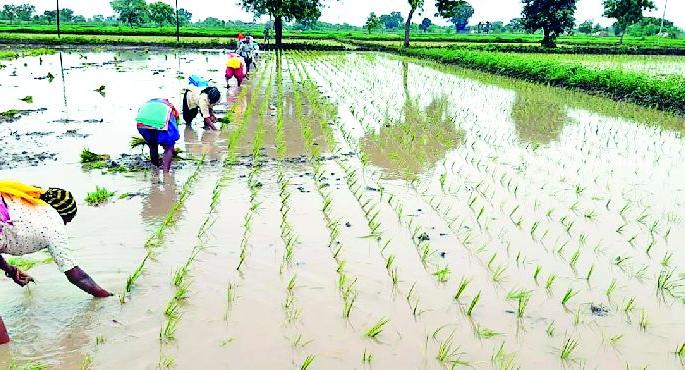 Rice transplantation: 5% | भात रोवणी १६ टक्के