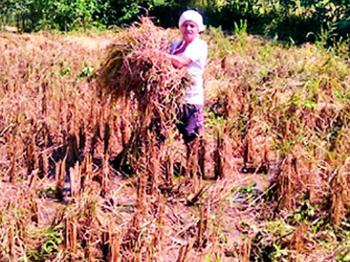 208 villages will be hit by more than 50 paise | 208 गावांना बसणार 50 पेक्षा अधिक पैसेवारीचा माेठा फटका