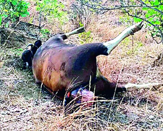 In the case of Rongwei hunting case, the accused can not find the forest department | रानगव्याच्या शिकार प्रकरणातील आरोपी वनविभागाला सापडेना In the case of Rongwei hunting case, the accused can not find the forest department | रानगव्याच्या शिकार प्रकरणातील आरोपी वनविभागाला सापडेना