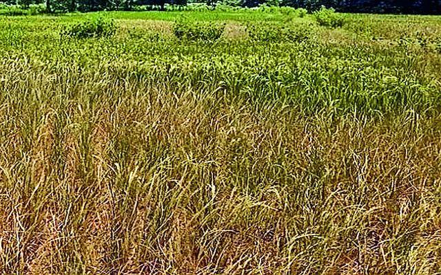 Kharif crop of the district is 65 percent for the final payment | जिल्ह्याची खरीप पीक अंतिम पैसेवारी ६५ टक्के