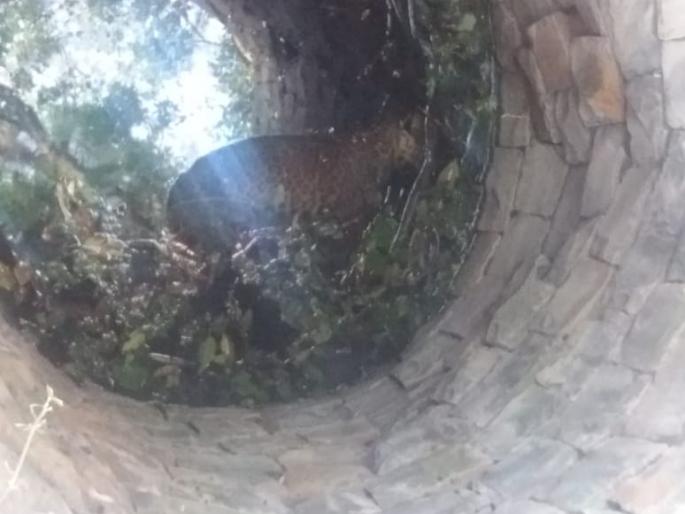 Satara: A drowning leopard came in search of water | सातारा :पाण्याच्या शोधात आलेल्या बिबट्याचा आडात बुडून मृत्यू Satara: A drowning leopard came in search of water | सातारा :पाण्याच्या शोधात आलेल्या बिबट्याचा आडात बुडून मृत्यू