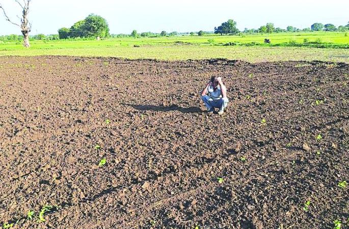 Crisis of double sowing on 688 farmers in Buldana district! | बुलडाणा जिल्ह्यातील ६८८ शेतकऱ्यांवर दुबार पेरणीचे संकट! Crisis of double sowing on 688 farmers in Buldana district! | बुलडाणा जिल्ह्यातील ६८८ शेतकऱ्यांवर दुबार पेरणीचे संकट!