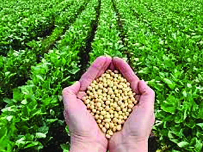 Summer soybean quantity on seed shortage | बियाणे टंचाईवर उन्हाळी सोयाबीनची मात्रा Summer soybean quantity on seed shortage | बियाणे टंचाईवर उन्हाळी सोयाबीनची मात्रा
