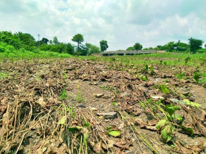 Crop damage due to excess rainfall; 3000 Panchnama stalled | अतिवृष्टीमुळे पिकांचे नुकसान; ३००० पंचनामे रखडले Crop damage due to excess rainfall; 3000 Panchnama stalled | अतिवृष्टीमुळे पिकांचे नुकसान; ३००० पंचनामे रखडले