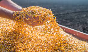 Inauguration of Maize Shopping Center | मका खरेदी केंद्राचे उदघाटन Inauguration of Maize Shopping Center | मका खरेदी केंद्राचे उदघाटन