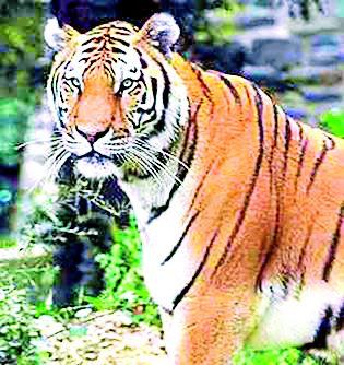 -Tecale natural balance | -तरच टिकेल नैसर्गिक समतोल