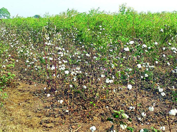 Cotton Hedgehog due to the little brother of Cotton | कापसाच्या अत्यल्प भावामुळे शेतकरी हवालदिल